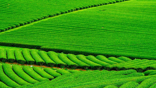 Comment choisir son matcha : Le guide pour trouver la poudre parfaite !