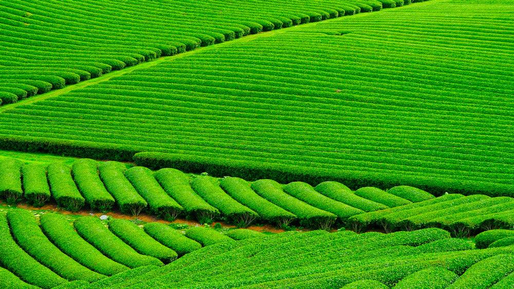 Comment choisir son matcha : Le guide pour trouver la poudre parfaite !