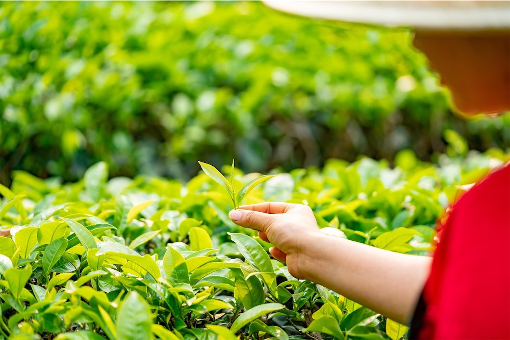 Cultivar matcha : le secret du goût