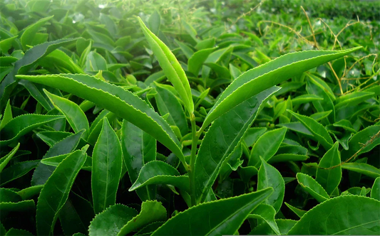 Cultivar Yabukita : le thé qui définit le standard japonais
